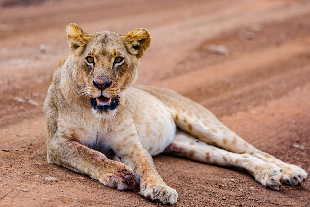 lion-lioness-cub-wild-cat-big-five-wildlife-animal-2024-03-04-21-47-04-utc